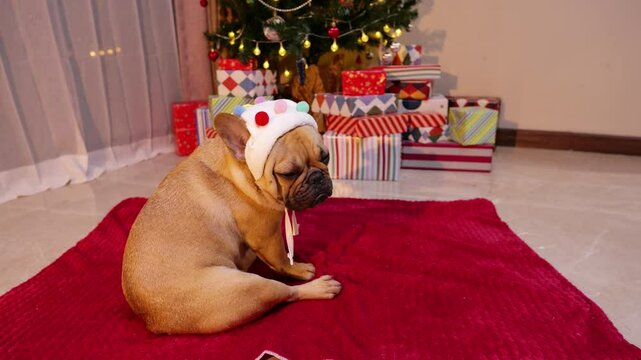 Adorable french bulldog wearing funny christmas hat sits unhappy on red blanket near a decorated Christmas tree and glances glumly over his shoulder, having lost his holiday spirit