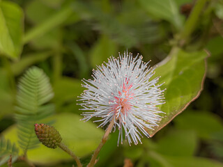 Putri malu (Mimosa pudica L.) is a plant known for its unique properties: its leaves close when touched. This plant grows low with small thorny stems, and the flowers are small round pink or purple.
