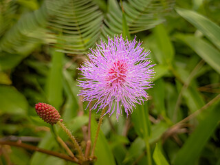 Putri malu (Mimosa pudica L.) is a plant known for its unique properties: its leaves close when touched. This plant grows low with small thorny stems, and the flowers are small round pink or purple.