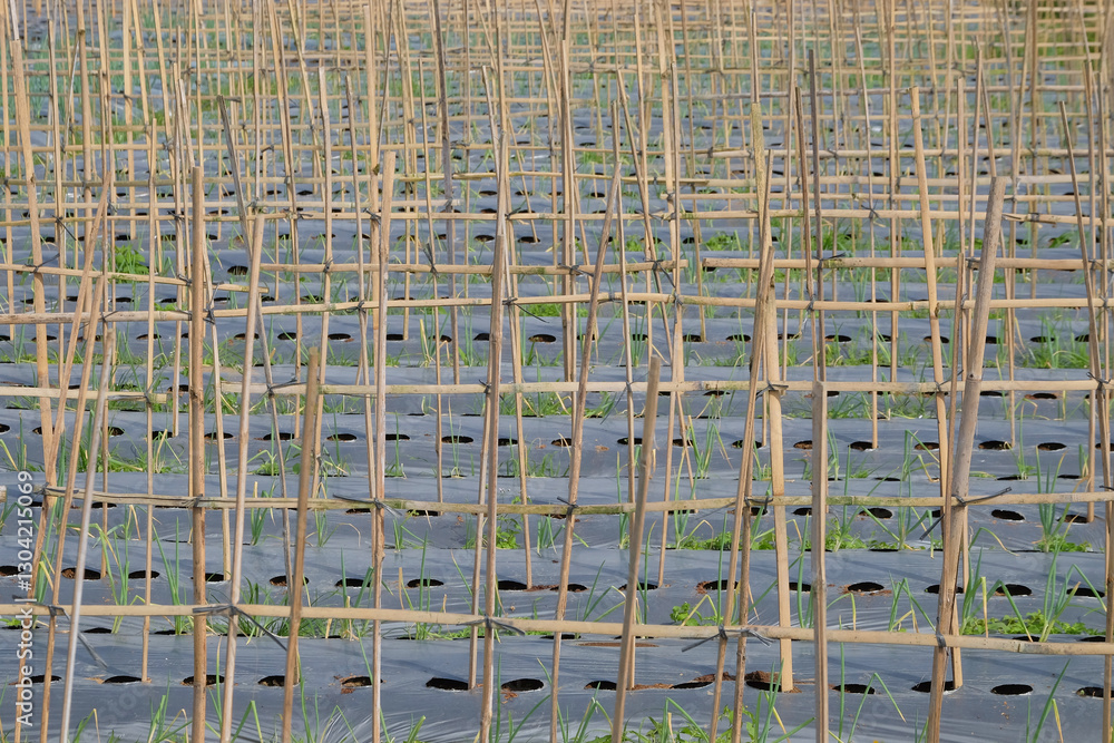 Poster rows of bamboo poles in the rice fields. pattern and texture of rows of bamboo poles. for graphic de