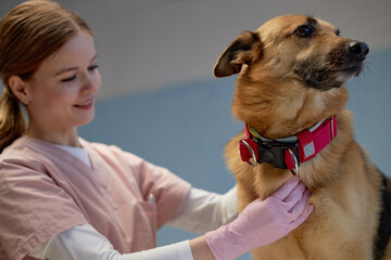 Medium full shot of young female veterinarian wearing scrubs petting cute mixed breed dog on examination table during health checkup at animal clinic, copy space