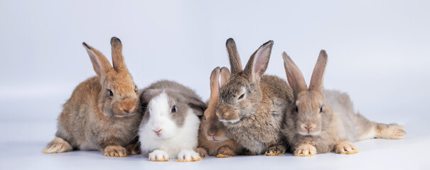 bunny Easter fluffy baby rabbit or new born rabbit. baby cute rabbit or new born adorable bunny....