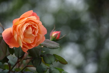花の女王