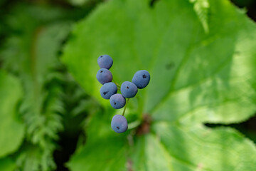 サンカヨウの実