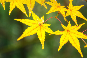 色鮮やかに紅葉したモミジの葉のクローズアップ