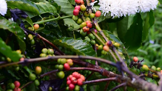 Coffee bean flowers blossom blooming on tree, White Coffee flowers blooming on the coffee plant, Honey bee on Robusta coffee blossom on tree plant with green leaf with black color in background