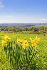 Fototapeta premium Beautiful Wild daffodils in bloom a sunny day in May
