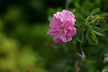 Fototapeta premium 花の女王