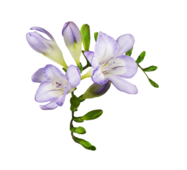 Purple freesia flowers and buds in a floral arrangement isolated on white or transparent background
