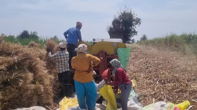 Wheat crop bundles threshing in thresher machine with labours work to get grains in change of work contribution, face not visible