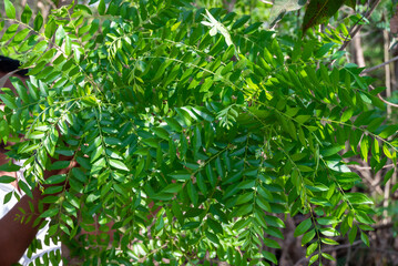 Fresh organic curry leaves, Curry leaves tree plant close up