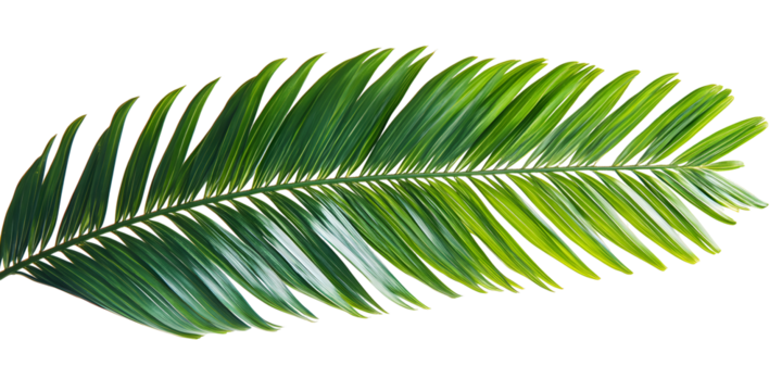 Tropical green palm leaf, cut out, on white or transparent background