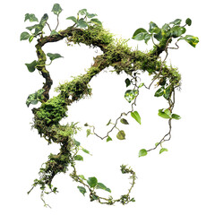 Twisted wild liana messy jungle vines plant with moss, lichen and wild climbing orchid leaves placed on white or transparent background