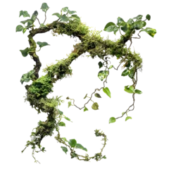 Twisted wild liana messy jungle vines plant with moss, lichen and wild climbing orchid leaves placed on white or transparent background © Trendy Graphics
