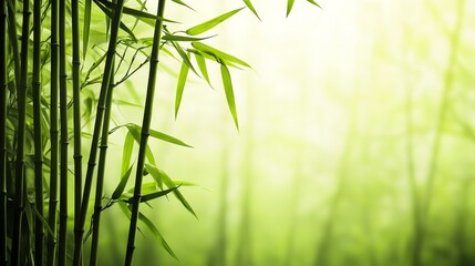 Lush green bamboo forest with soft light filtering through, creating a serene atmosphere