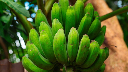 fresh unripe banana, harvested tropical fruit green background, closeup