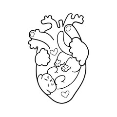 kitten in anatomical heart vector illustration