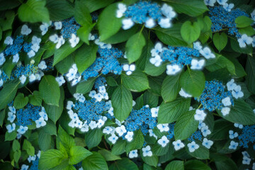 緑の葉に映える青と水色のアジサイの花
