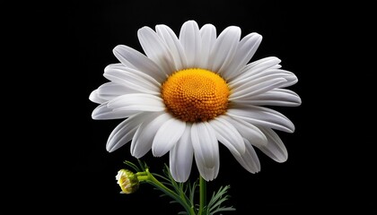 Chamomile on a black background