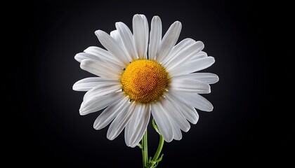 Chamomile on a black background