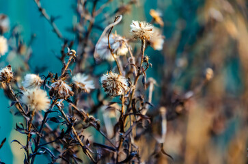A delicate dried flower stands alone in warm golden sunlight at dusk. Macro shot, soft focus, peaceful mood, warm tones, dried plant, nature close-up, artistic feel, blurred background, autumn vibe,