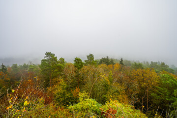 View of a colorful forest in the fog. Landscape in the Palatinate in autumn.
