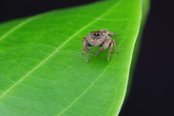 spider on leaf