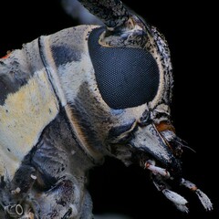 close up a longhorn beetle