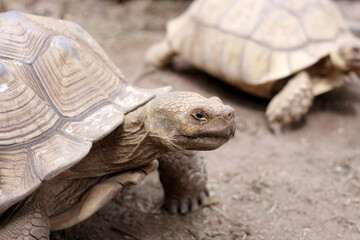 African Sulcata Tortoise Natural Habitat,Close up African spurred tortoise resting ,cute animal