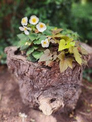 snow-white cap of flowers on a small me in the middle of the forest