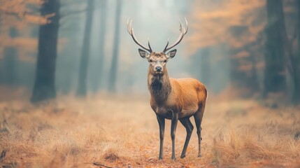 Majestic red deer stag with massive antlers posing amid misty forest, golden autumn foliage surrounding powerful wild animal in serene woodland landscape