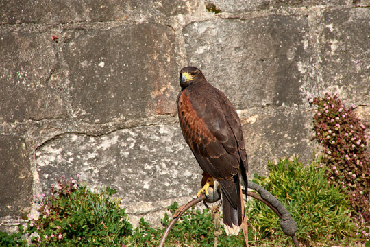 Powerful bird of prey Harris's hawk perched on a stand in an outdoor setting