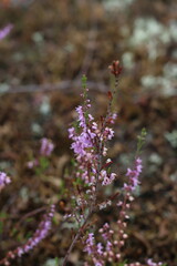 forest flower delicate light purple,