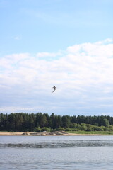 a bird flies over a river against a blue sky ,
