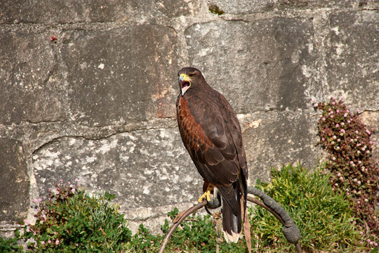Powerful bird of prey Harris's hawk perched on a stand in an outdoor setting