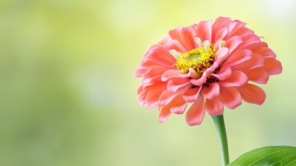 Obraz premium Coral Pink Zinnia Flower Close Up Soft Green Background