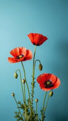Fototapeta premium Red poppies on a blue background, Beautiful peach pink and red poppy flowers on pastel blue background, Corn poppy