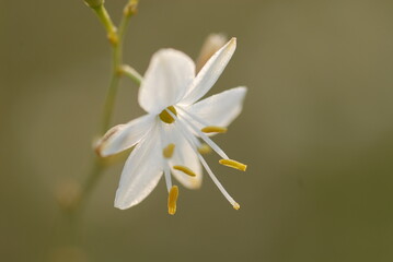 Anthericum