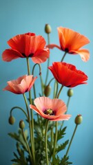 Obraz premium Red poppies on a blue background, Beautiful peach pink and red poppy flowers on pastel blue background, Corn poppy