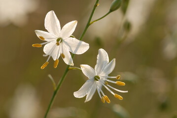 Anthericum