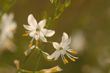 Anthericum