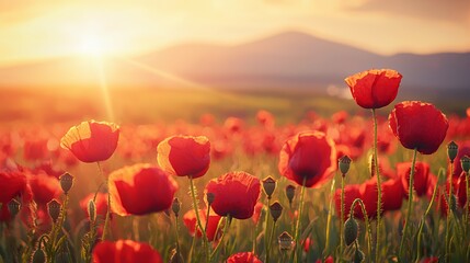 Fototapeta premium Red Poppies Field at Sunset