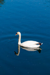 white swan swiming in river water alone