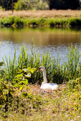 White swans on nest in grass protect eggs
