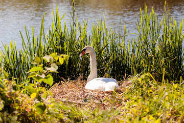 White swans on nest in grass protect eggs