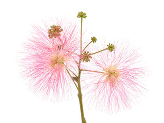 Pink fluffy flower of the Persian silk tree isolated on white, mimosa, Albizia julibrissin
