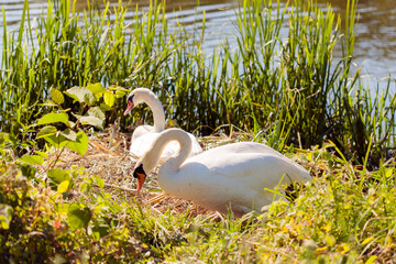 White swans on nest in grass protect eggs