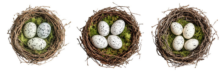 Obraz premium A Set of Bird Nests with Speckled Eggs Arranged Beautifully Isolated on Transparent Background