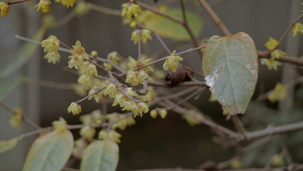 yellow leaves on a branch