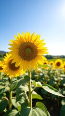 Fototapeta premium Yellow blooming sunflowers waved by wind grow in agricultural field. Cultivation of oil giving plants at picturesque farmland on summer day